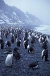 Chinstrap Penguins