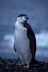 Chinstrap Penguin