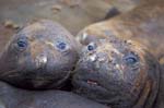 Elephant Seals