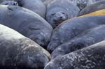 Elephant Seals