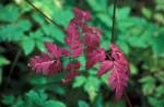 Leaf Color