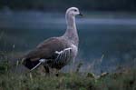 Male Upland Goose