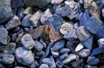 Moth and Pebbles