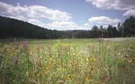 Wildflowers