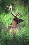 Elk