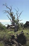 Craters of the Moon Landscape