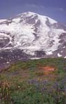 Mount Ranier Landscape