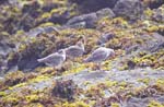 Sea Birds