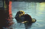 Sea Otter