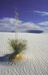 Arizona and New Mexico (March 1999)