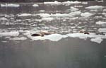 Seals