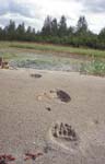 Grizzly Tracks