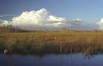 Everglades Landscape