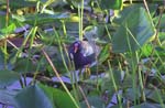 Purple Gallinule