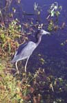 Little Blue Heron