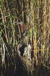 Green Heron