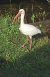 White Ibis