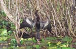 Anhinga