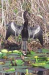 Anhinga