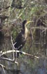 Cormorant