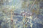 Alligator