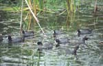 American Coots