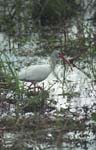 White Ibis
