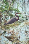 Tricolored Heron