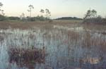 Everglades Landscape