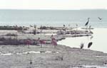 Spoonbills