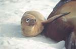 Sea Lions