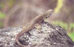 Lava Lizard