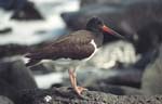 Oystercatcher