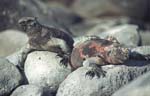 Marine Iguanas