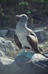 Blue-Footed Boobie