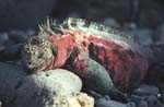 Marine Iguana