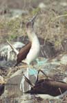 Blue-Footed Boobies