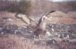 Waved Albatross