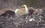 Waved Albatross