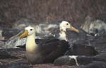 Waved Albatross