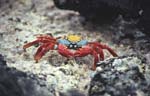 Sally Lightfoot Crab