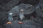 Galapagos Penguins