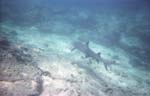 White-Tipped Reef Shark