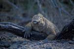 Land Iguana