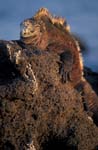 Marine Iguana