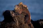 Marine Iguana