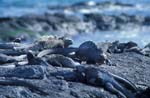 Marine Iguanas