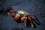 Sally Lightfoot Crab