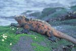 Marine Iguana