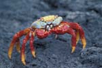 Sally Lightfoot Crab
